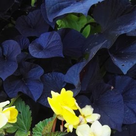 Pielęgnacja terenów zielonych