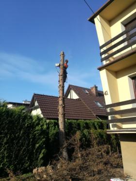 Pielegnacja i wycinka drzew metodami linowymi