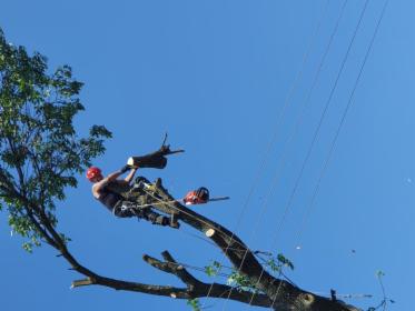 ARBORYSTYKA JAKUBIK-WYSOCKA ELWIRA