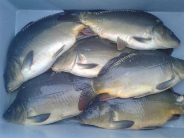 Karp żywy hurt detal