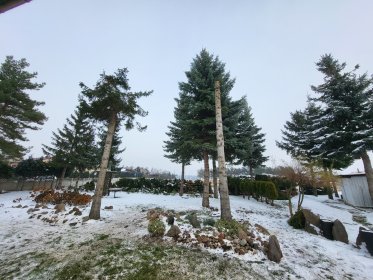 Wycinka drzew krzewów