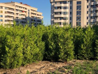 Tuja brabant PROMOCJA szkółka Ursus Warszawa 170-200 z bryłą korzeniową