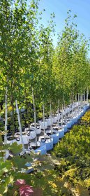 Duże Drzewa w donicach lipa brzoza katalpa klon grab buk wiśnia akacja