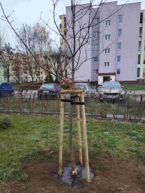 Sadzenie drzew krzewów nasadzenia zastępcze