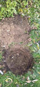 Duże Drzewa pielęgnacja podlewanie nawożenie lipa klon brzoza dąb buk