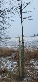 Pielęgnacja, przycinanie, stabilizacja drzew posadzonych w pasach drogowych