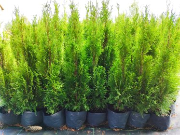 Tuja szmaragd, tuja danica