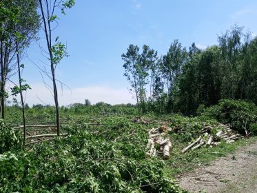 Wycinka drzew koszenie traw