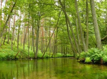 Spływ kajakowy rz. Marózka na odcinku Swaderki-Kurki