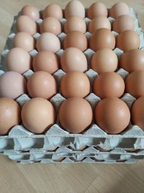 Sprzedaż jajek od kur z wolnego wybiegu
