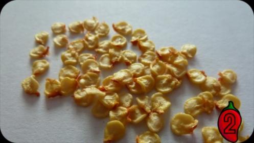 Nasiona PAPRYKI CHILI cena od 1.99  10 nasion