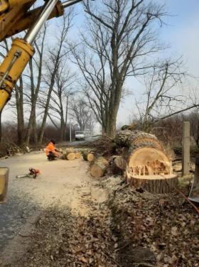Wycinka Drzew Rębak Przycinanie Koron Przygotowanie Terenu Pod Budowe