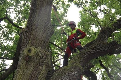 Pielęgnacja drzew metodą alpinistyczną