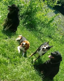 Szkolenie, tresura psa