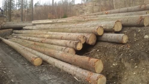 Drewno świerkowe dłużyca 10m,12m,14m