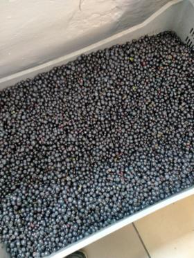 Jagoda świeża z Polski