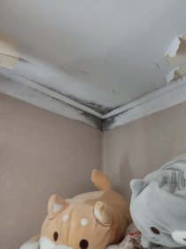 Ekspertyza, Opinie Techniczne