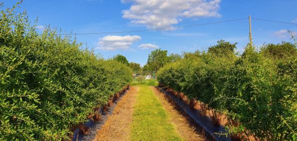 Liofilizowana jagoda goji