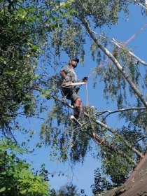 Wycinka i pielęgnacja drzew