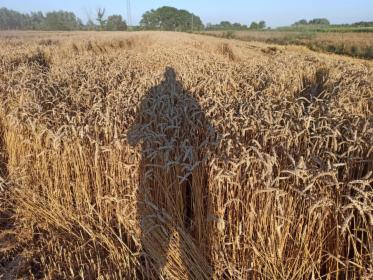 Sprzedam pszenice ozima