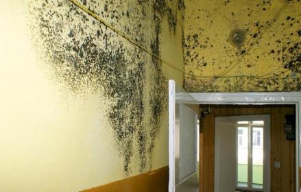 ODGRZYBIANIE ŚCIAN  - całkowita likwidacja problemu.