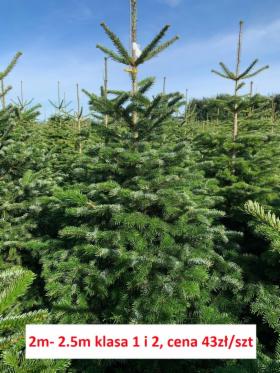 Jodła Kaukaska, Nordmann, choinki HURT z Danii