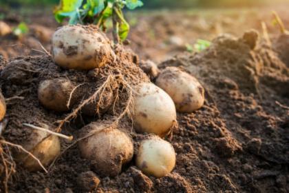 Ziemniaki i jaja od polskiego rolnika