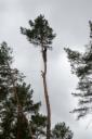 Arborystyka, wycinka i pielęgnacja drzew trudnych i niebezpiecznych, 3