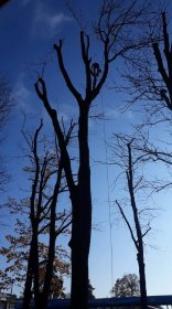 Wycinka i pielęgnacja koron drzew wysokich metodą alpinistyczną