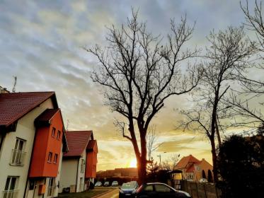 Wycinka i pielęgnacja drzew