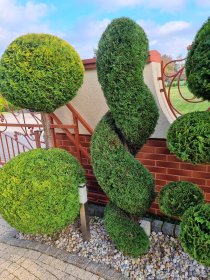 Uslugi ogrodnicze, wycinka drzew, krzaków, czyszczenie działek