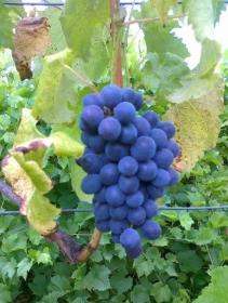 Sadzonki winorośli- winogrona, winnica "Roberta"