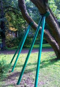 Rzeczoznawstwo i doradztwo / diagnostyka drzew / ekspertyzy i opinie dendrologiczne