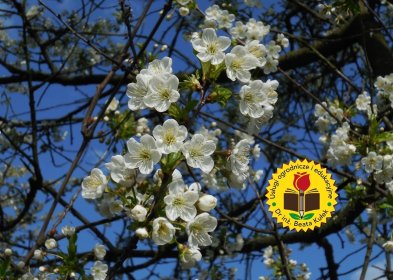 Kurs ogrodniczy. 60 godzin nauki, internetowy.