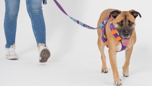 Wyprowadzę psa na spacer