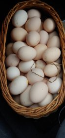 Jajka od kur z wolnego wybiegu