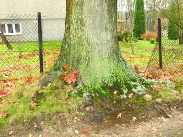 Wycinka drzew rębak do gałęzi frez do pni koszenie traw