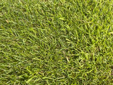 Zakładanie trawników