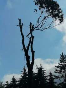 Wycinka alpinistyczna