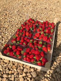 Truskawka deserowa San Andreas