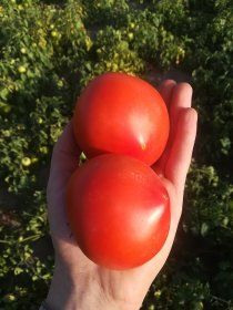 Pomidory gruntowe (polne) z dowozem