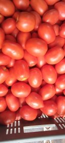 Sprzedam pomidory grutowe Lima
