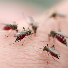 Komary - zwalczanie - dezynsekcja