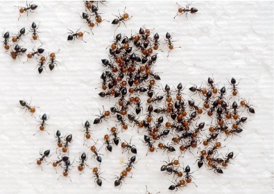 Mrówki - zwalczanie - dezynsekcja