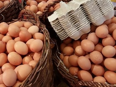 Ekologiczne jajka od kur z wolnego wybiegu 300szt tygodniowo