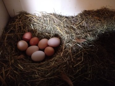 Jaja z wolnego wybiegu