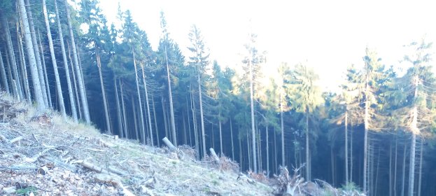 Sprzątanie, grabienie, koszenie trawy, czyszczenie nagrobków.