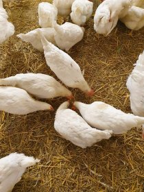 Sprzedaż detaliczna jaj.