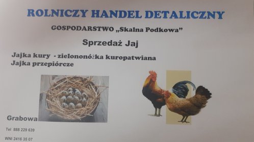 jajka przepiórcze