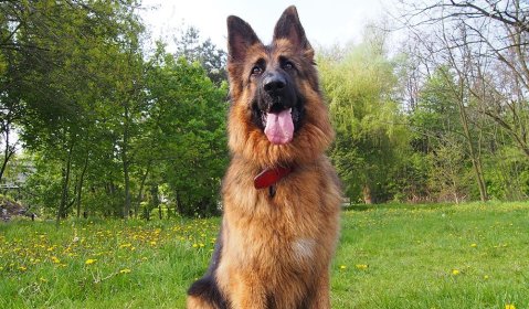 Wyprowadzanie psów. Spacery z psem.